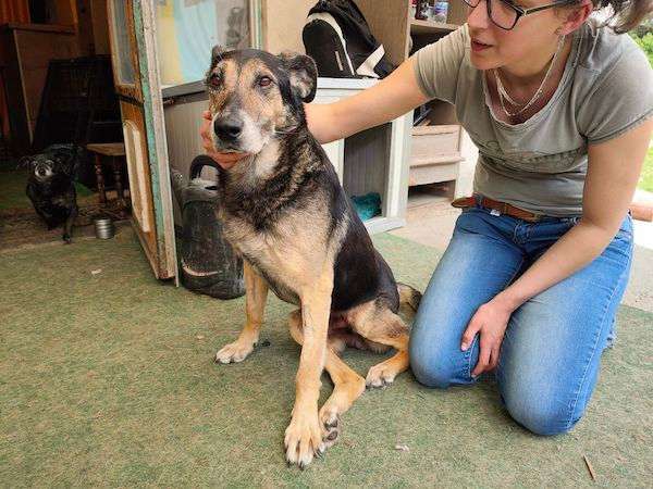 Rolli Hund Nova Sehnt Sich So Sehr Nach Einer Familie