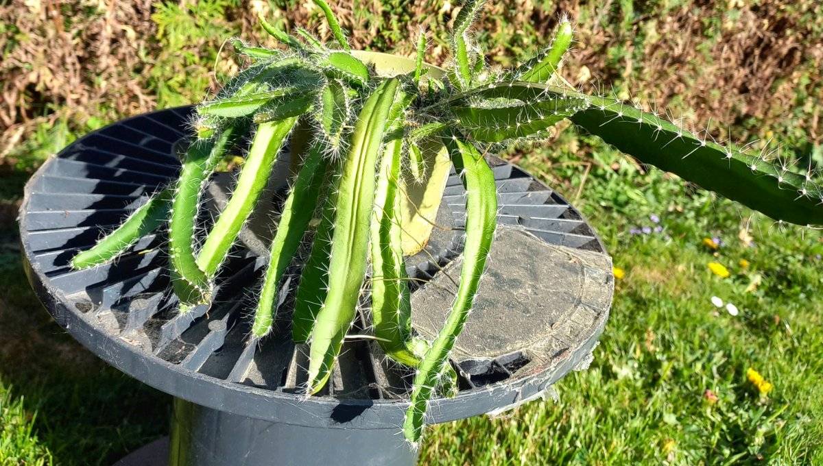 Pitaya (Drachenfrucht) Kaktus - ca. 2 Jahre alt, krftige Ranken,  20,-  (8605 Kapfenberg) - willhaben