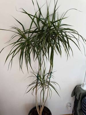 Drachenbaum - Dracaena marginata,  95,- (1160 Wien) - willhaben