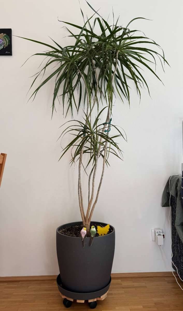 Drachenbaum - Dracaena marginata,  95,- (1160 Wien) - willhaben