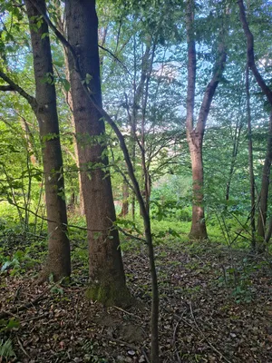Grundstück kaufen in Krems Land – 13 729 m², € 45.000 – Bild 1 von 11