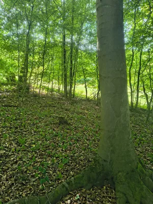 Grundstück kaufen in Krems Land – 13 729 m², € 45.000 – Bild 2 von 11