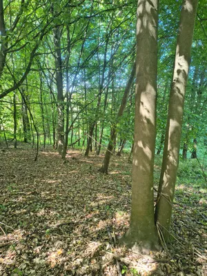 Grundstück kaufen in Krems Land – 13 729 m², € 45.000 – Bild 6 von 11