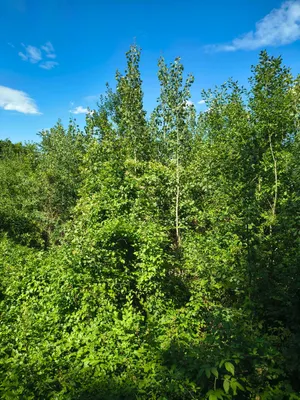 Grundstück kaufen in Krems Land – 13 729 m², € 45.000 – Bild 8 von 11