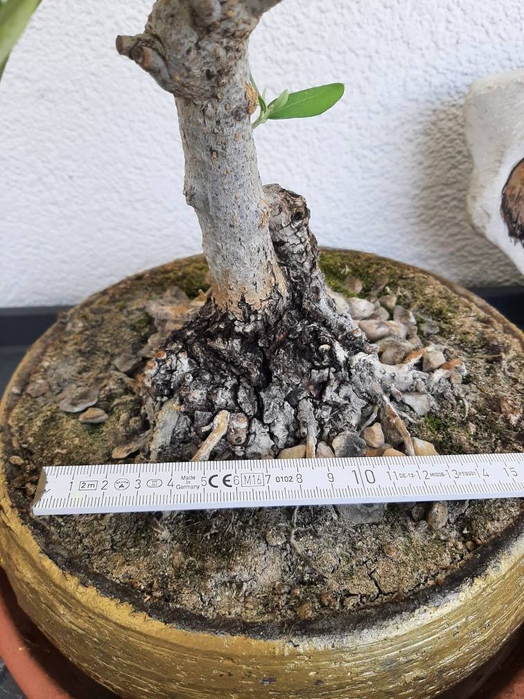 prime art wood bambus handtuch Hunde Handtuch aus Bambus-Mikrofaser – Wellness für Ihren Vierbeiner