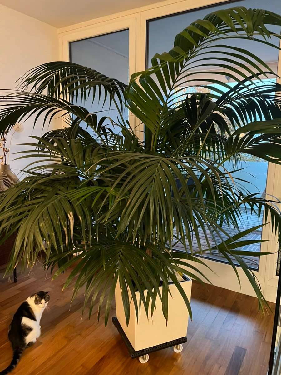 Riesige Kentia Palme,  150,- (4810 Gmunden) - willhaben