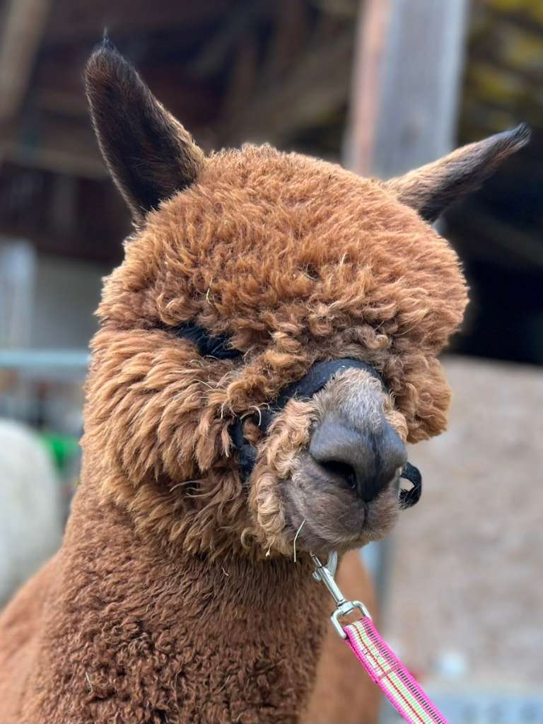 Alpakas Lamas Nutztiere willhaben