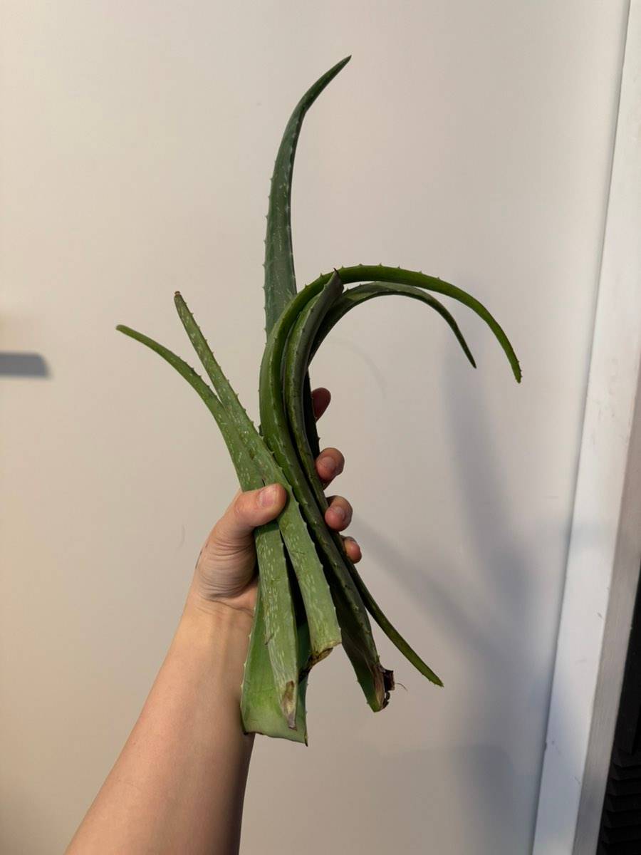 aloe vera pflanze saft haut Starterkit: Bio Aloe Vera Saft & Gel – WILD BABOON main image 1