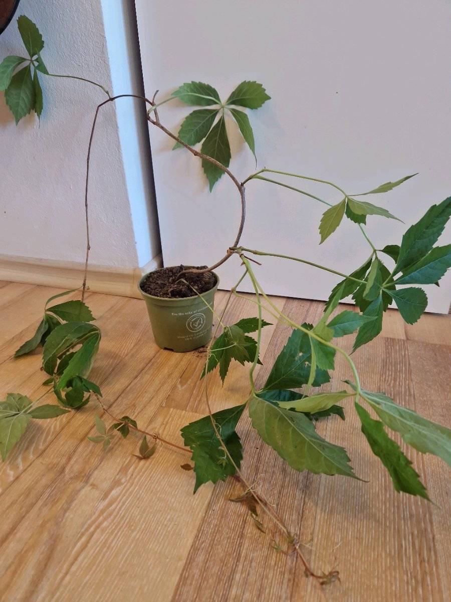 syngonium albo variegata substrat Syngonium Albo Variegata – Foliage Factory main image 0