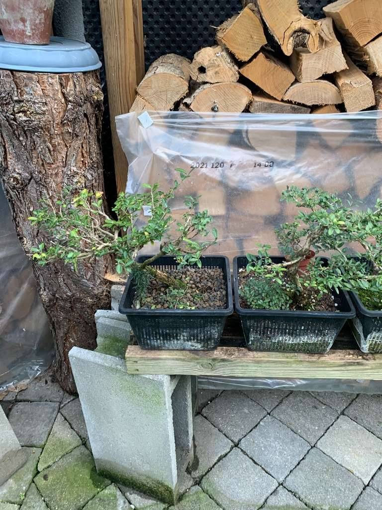 Bonsai/ Pre-Bonsai/ Heckenkirsche/ Cotoneaster/ Wacholder,  70,- (8141  Premsttten) - willhaben