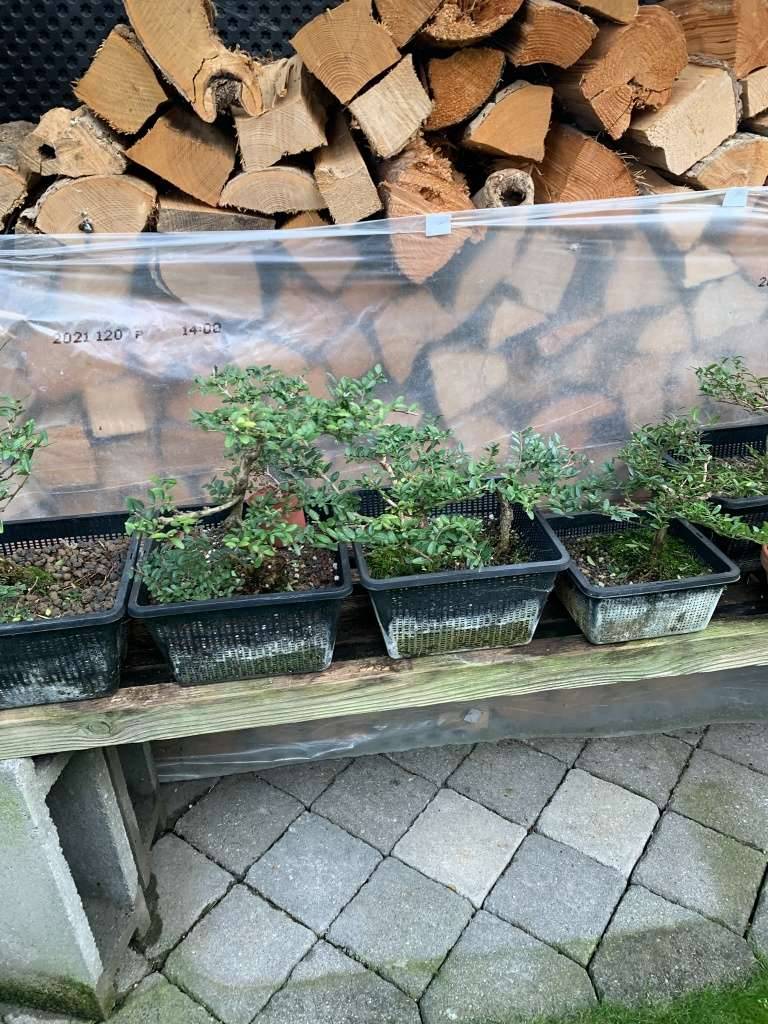 Bonsai/ Pre-Bonsai/ Heckenkirsche/ Cotoneaster/ Wacholder,  70,- (8141  Premsttten) - willhaben