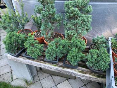 Bonsai/ Pre-Bonsai/ Heckenkirsche/ Cotoneaster/ Wacholder,  70,- (8141  Premsttten) - willhaben
