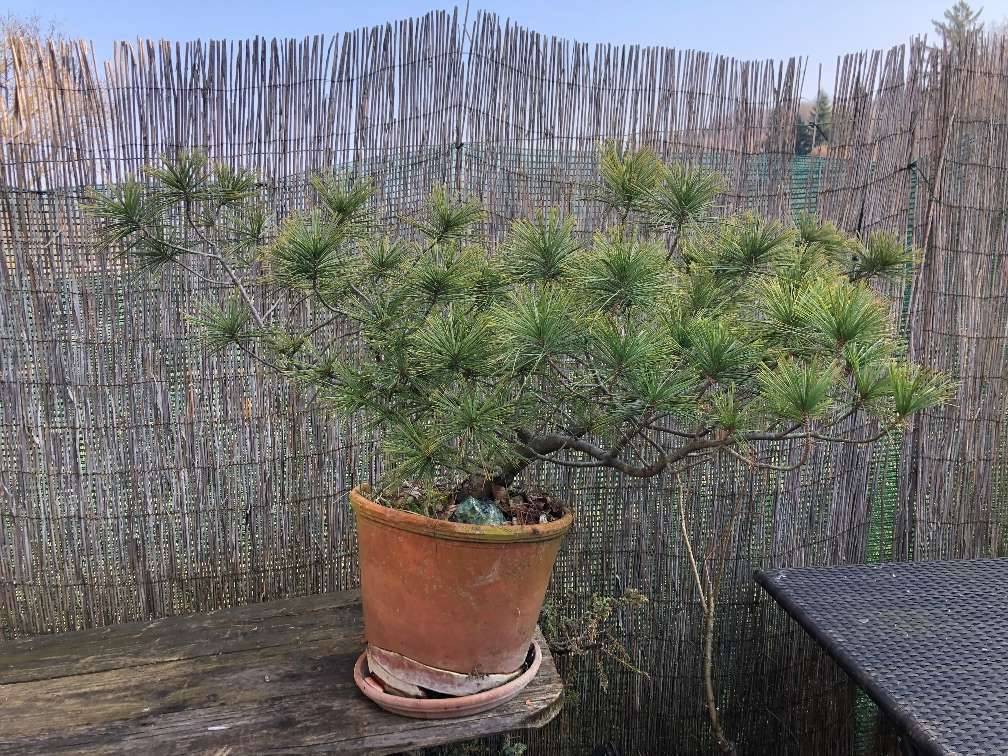 Bonsai Pinus sibirica (Sibirische Kiefer) pre Bonsai,  399,- (3202  Grnsbach) - willhaben