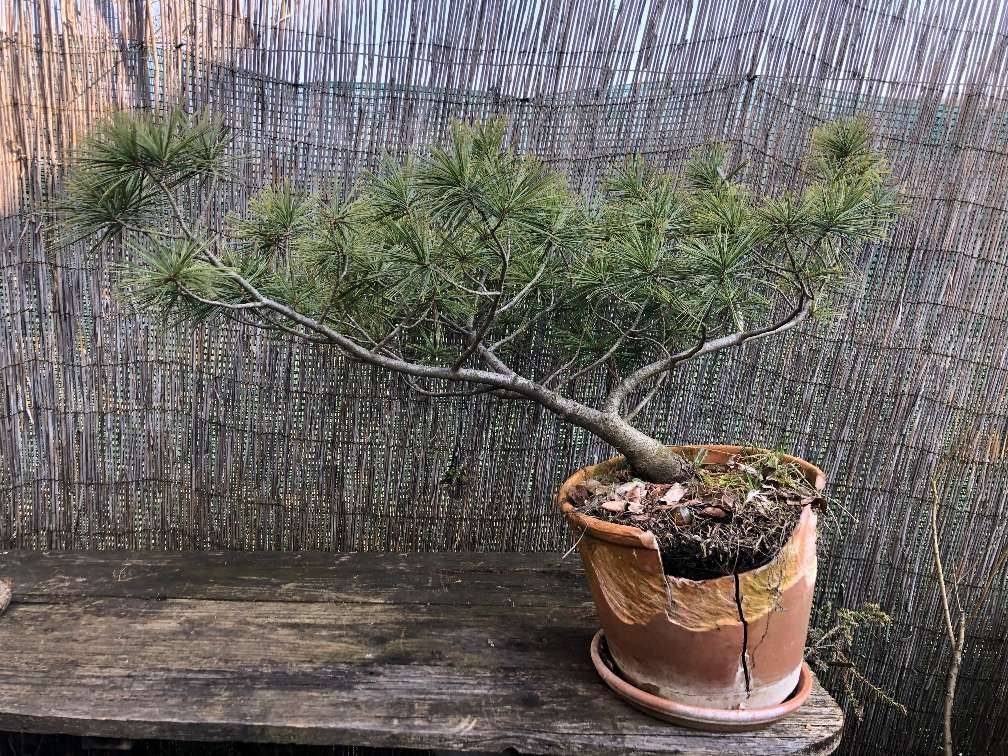 Bonsai kaufen - willhaben
