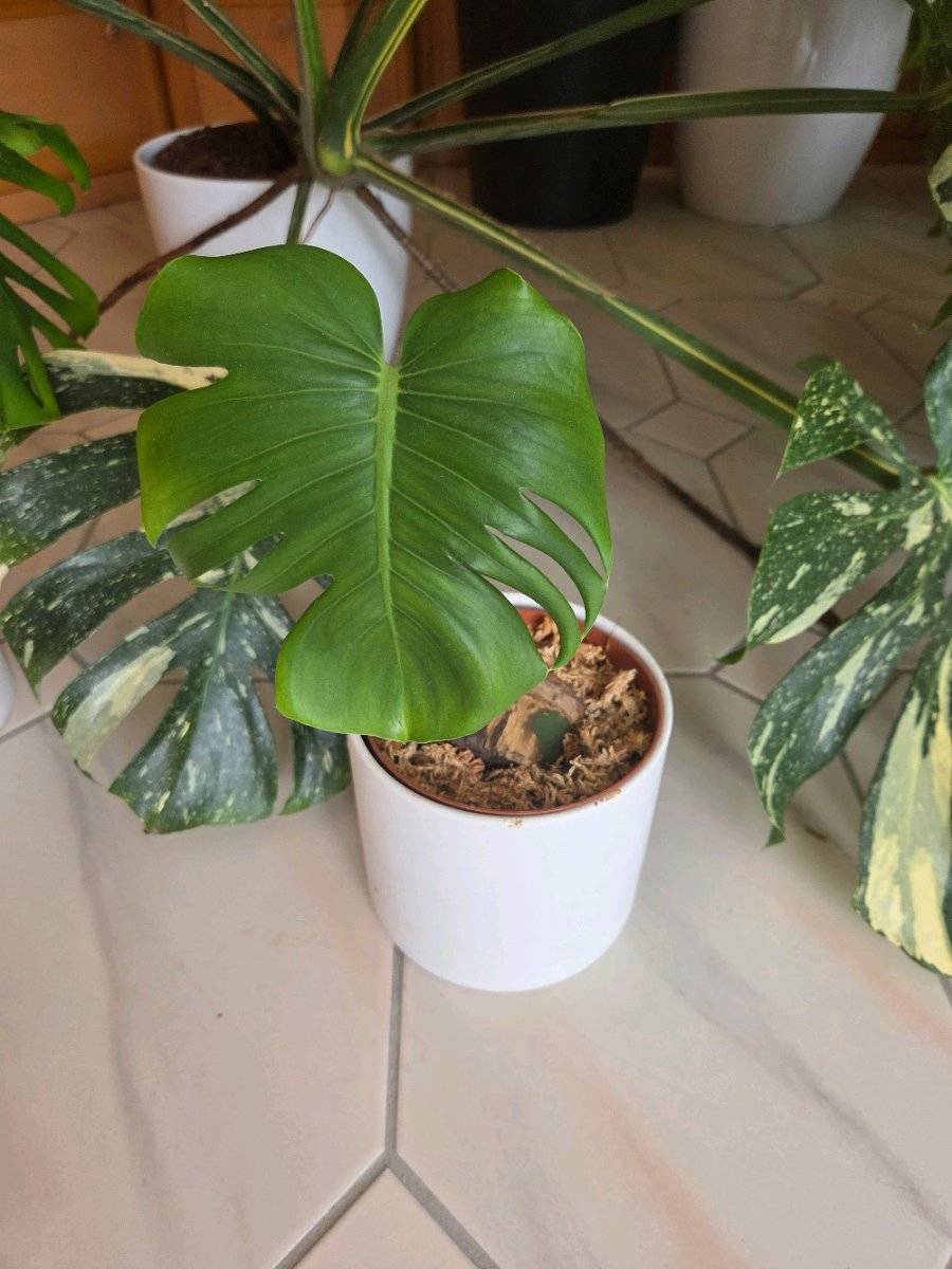 philodendron scandes Philodendron scandens main image 1