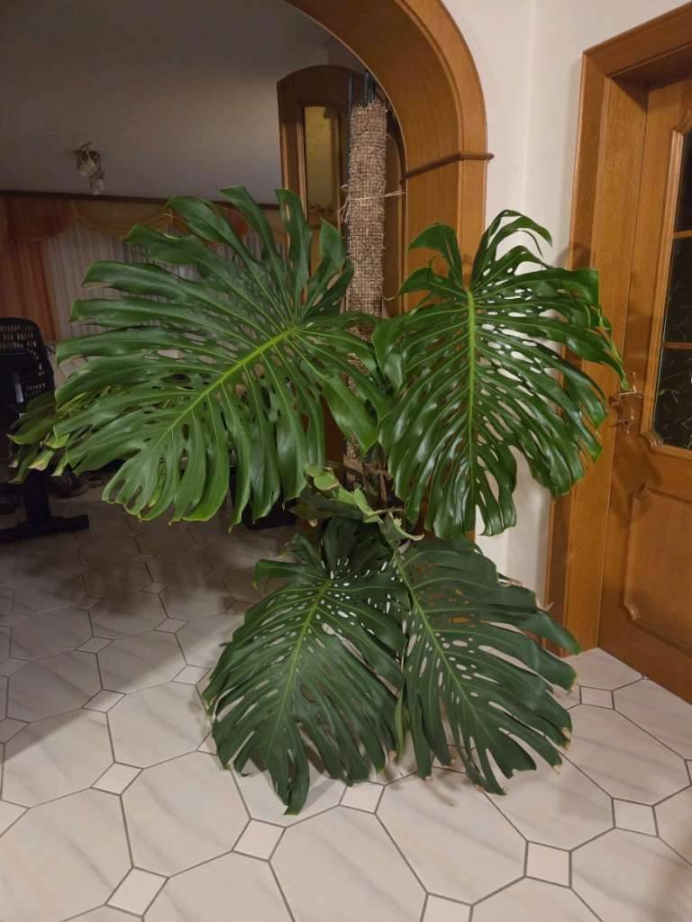 monstera mit großen blättern Monstera Thai Constellation XXL main image 0