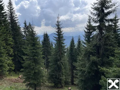 Grundstück kaufen in Villach Land – 40 568 m², € 98.000 – Bild 3 von 13