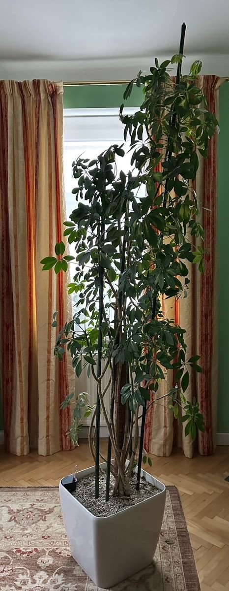 Strahlenaralie (Schefflera arboricola) ca. 2,2 Meter hoch, Grnpflanze,  Schefflera Baum,  30,- (1140 Wien) - willhaben