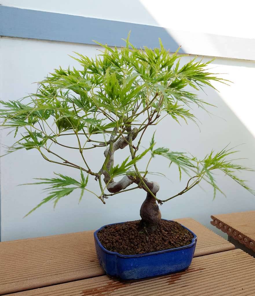 Bonsai Japanischer Schlitzahorn (Acer palmatum dissectum),  199,- (1230  Wien) - willhaben