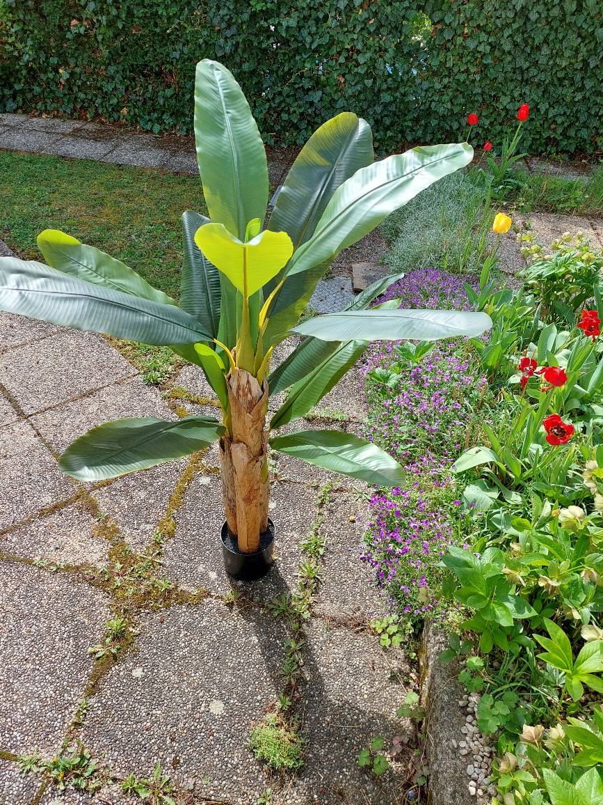 gummibaum samen kaufen Gummibaum kaufen | Ficus elastica 'Robusta' main image 1