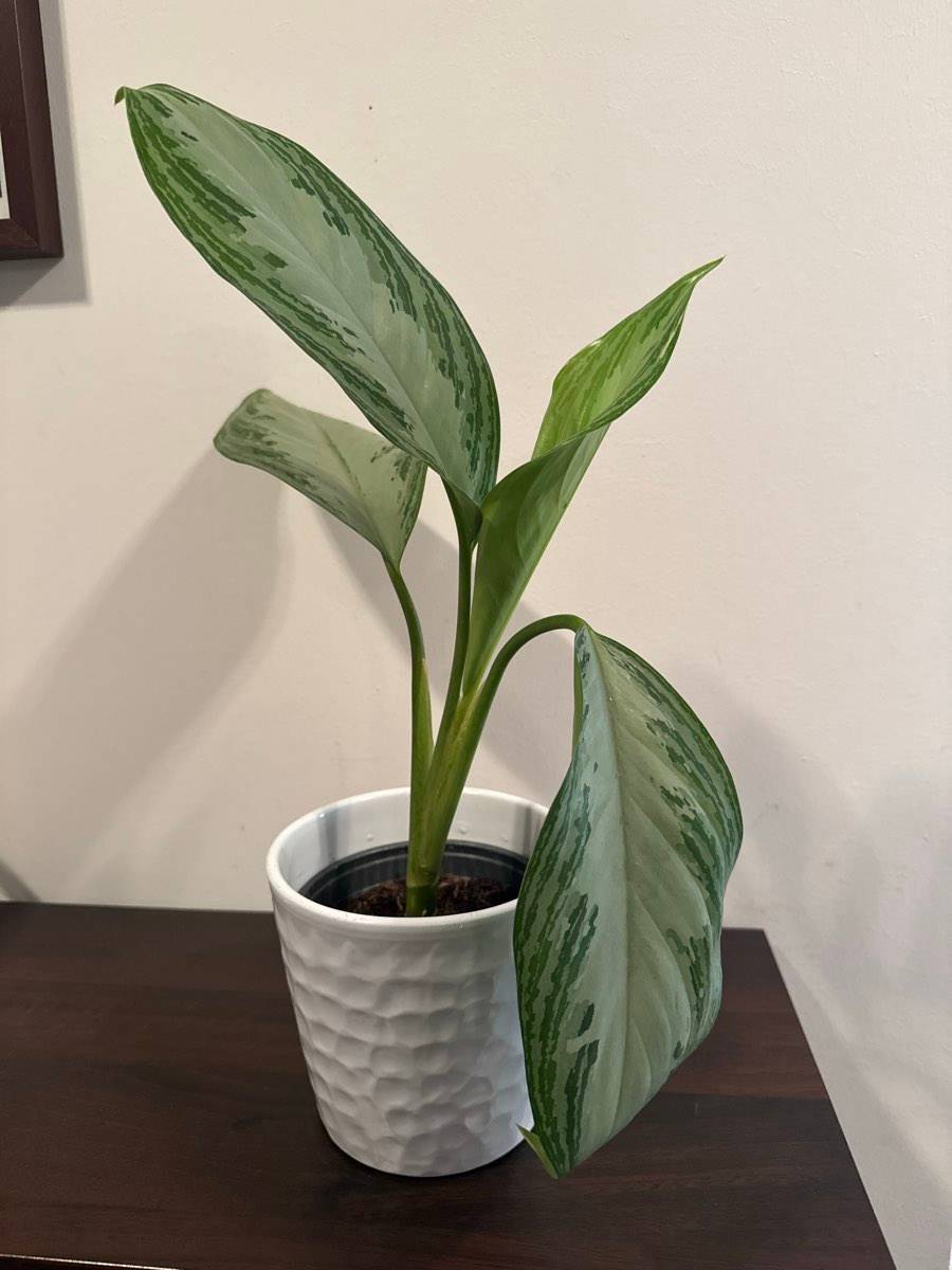 homalomena rubescens variegata Homalomena Rubescens Stardust Pink Variegated – Tropical Houseplant main image 1