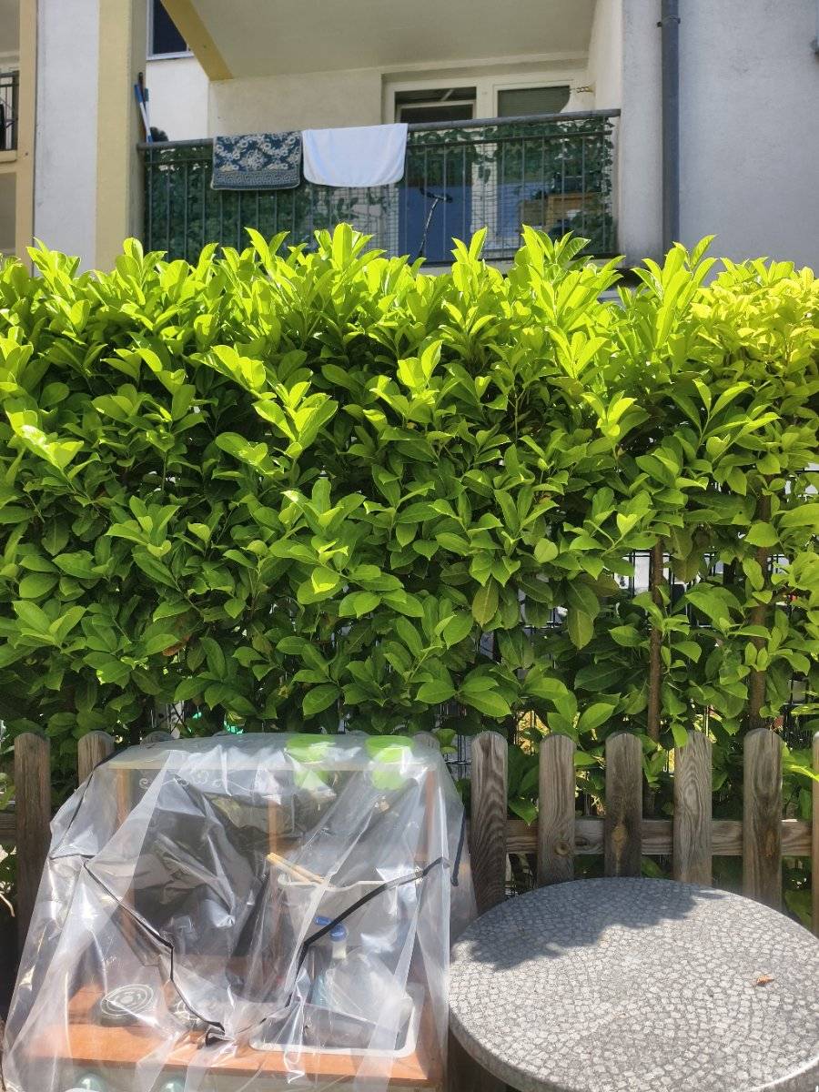 Kirschlorbeer Stauden reserviert,  0,- (4030 Linz) - willhaben