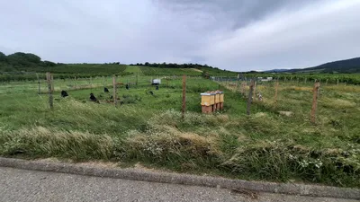 Grundstück kaufen in Mödling – 900 m², € 12.000 – Bild 2 von 10
