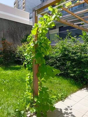 2-Zimmer-Wohnung mieten in Wels – 55 m², € 1.130 – Bild 13 von 15