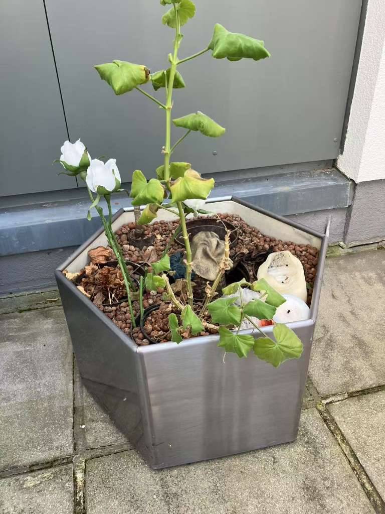 Große Pflanzentopf - mit Rollen - 6 eckig