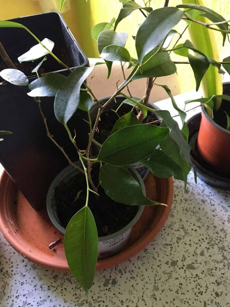 Ableger / Jungpflanzen vom Ficus Benjamina (Birkenfeige),  1,- (8680  Mrzzuschlag) - willhaben