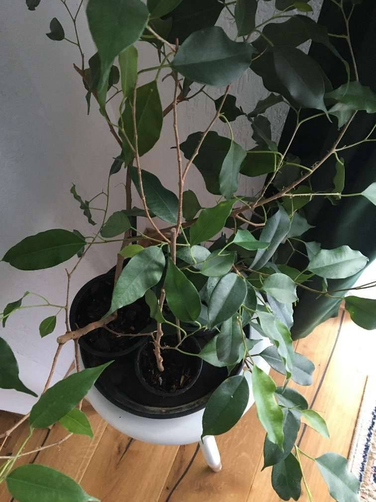 Ableger / Jungpflanzen vom Ficus Benjamina (Birkenfeige),  1,- (8680  Mrzzuschlag) - willhaben