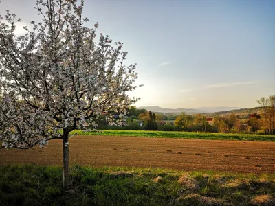 Immobilie kaufen in Hartberg-Fürstenfeld – 650 m² – Bild 3 von 20