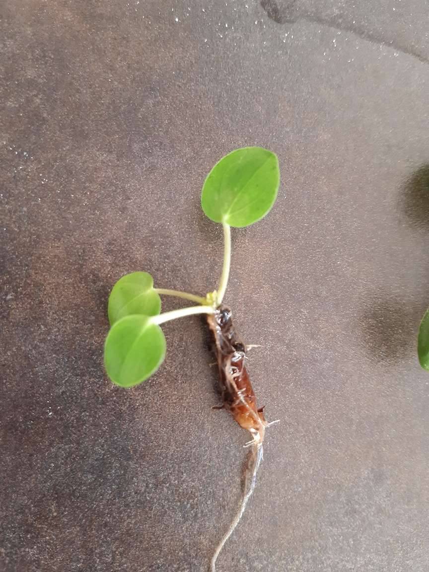 Pilea peperomioides / Ufopflanze / Glckstaler Ableger,  1,- (8020 Graz) -  willhaben
