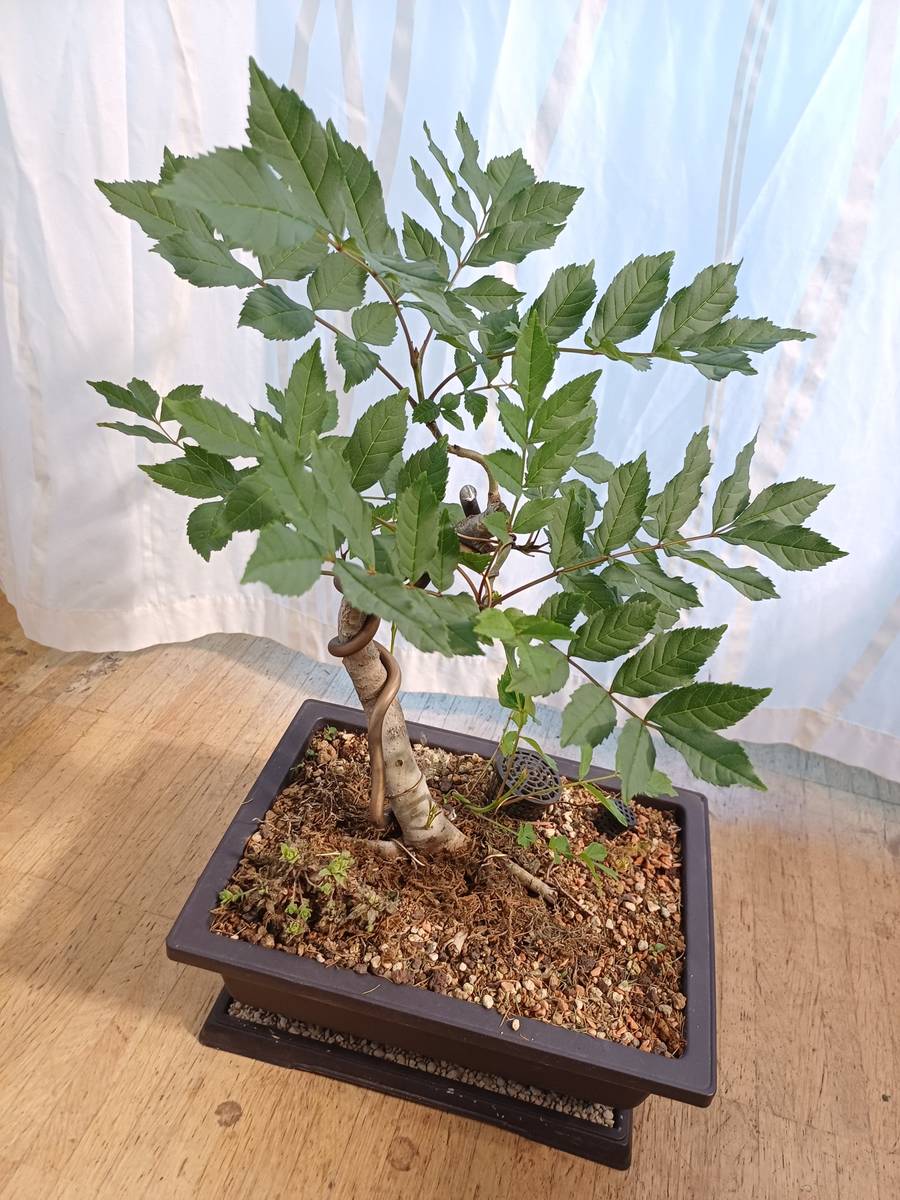 Bonsai Rohmaterial, Eschen Yamadori,  70,- (5400 Hallein) - willhaben