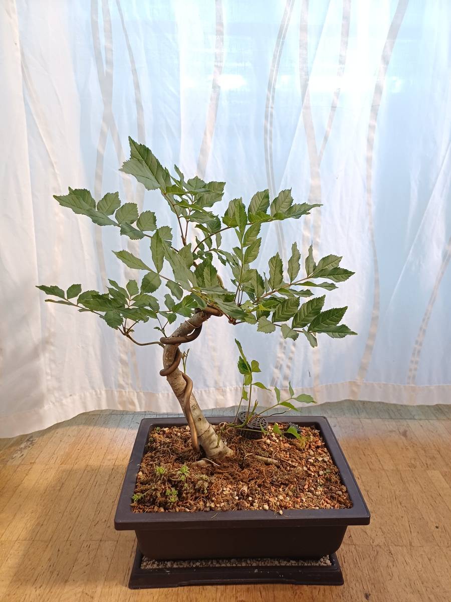 bogenhanf bio Hydro Bogenhanf – Green Me Up main image 0