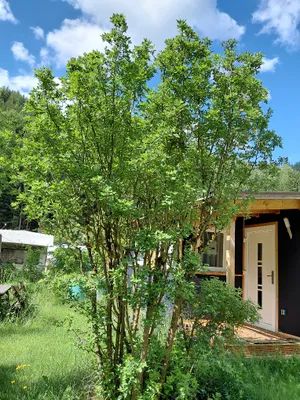 Immobilie kaufen in Lilienfeld – 26 m², € 7.500 – Bild 4 von 39