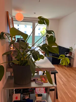 Nachmieter gesucht ab 1. Jänner 2027 - 2-Zimmer-Wohnung mit Terrasse, 1100 Wien – Bild 3