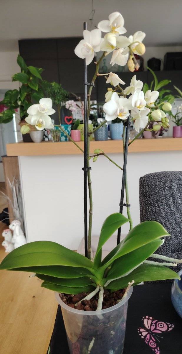 mini orchidee weiß Mini White with Yellow Orchid in White Planter – Just Add Ice® main image 0