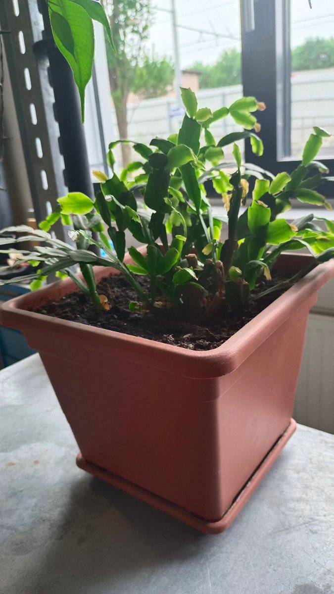Zimmerpflanzen,  10,- (1160 Wien) - willhaben