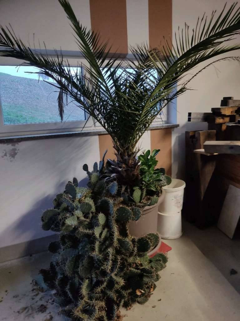kaktus zimmerpflanze kaufen Kaktus Saguaro Künstlich - Künstliche Pflanzen main image 1