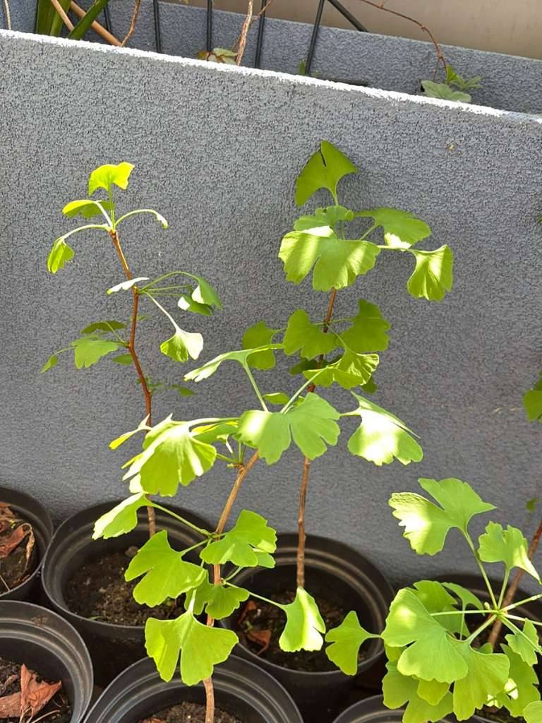 Ginkgo im Topf,  17,- (1210 Wien) - willhaben