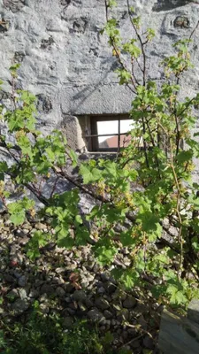 Haus mieten in Urfahr-Umgebung – 88 m², € 990 – Bild 18 von 25