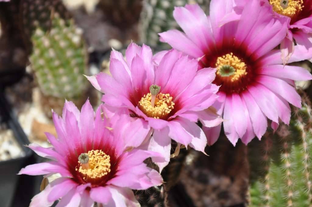 herrliche Blten bei Kaktus Echinocereus fitchii winterharter Kaktus,  6,-  (2340 Mdling) - willhaben