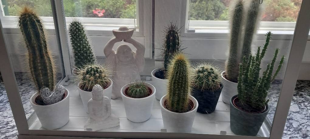 IKEA Mini Gewchshaus (aus der Serie "Socker") mit Kakteen,  25,- (8271  Bad Waltersdorf) - willhaben