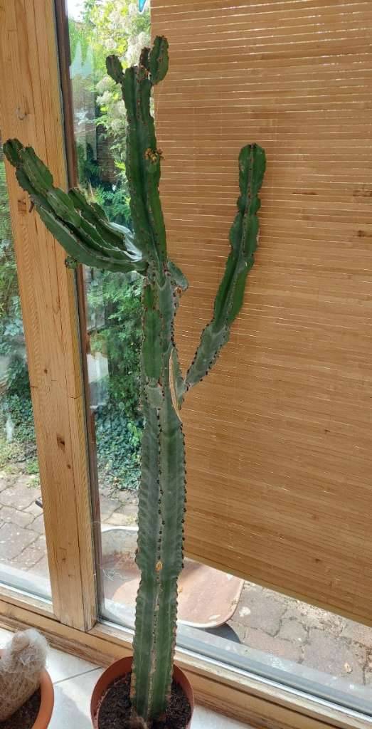 Kaktus Kakteen kaufen - willhaben