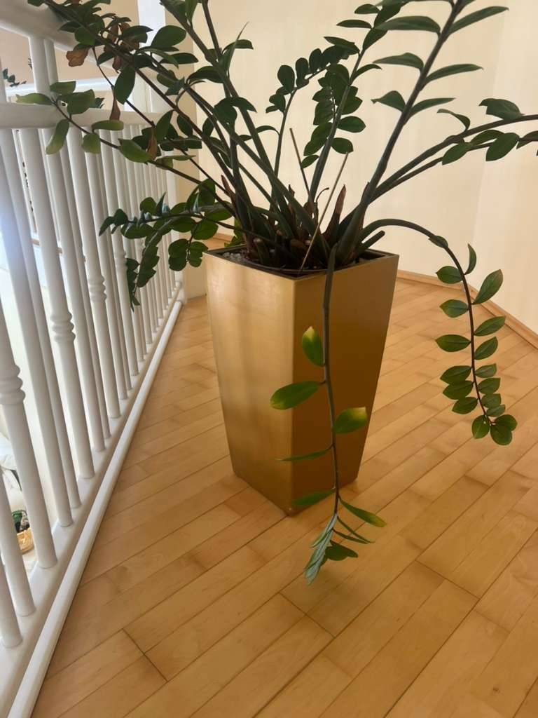 rankpflanzen blumenkasten MCombo Pflanzkasten mit Rankgitter Spalier für Kletterpflanzen Rankkas –  MCombo.de main image 1