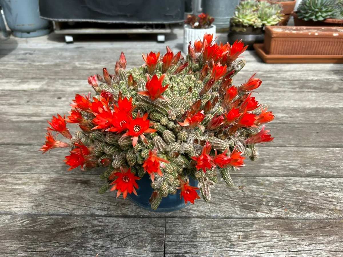 Hängekaktus - Kaktus, € 40,- (8045 Graz)