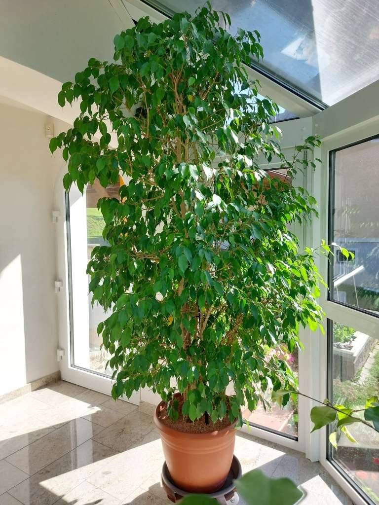 Birkenfeige - Ficus benjamina,  120,- (8163 Fladnitz an der Teichalm) -  willhaben