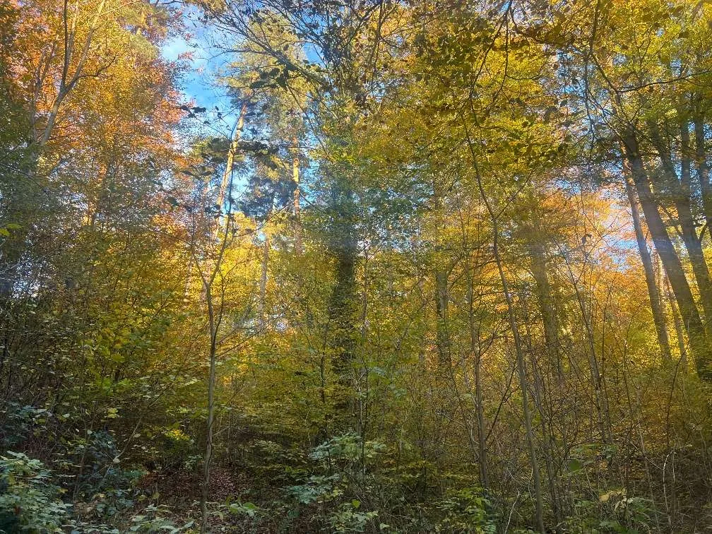 Gelegenheit: Waldgrundstück in Graz Nähe Grazer Urwald - Ansicht 2