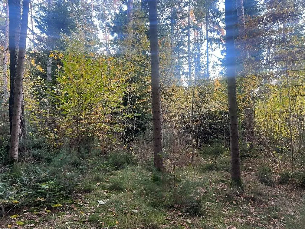 Gelegenheit: Waldgrundstück in Graz Nähe Grazer Urwald - Ansicht 3